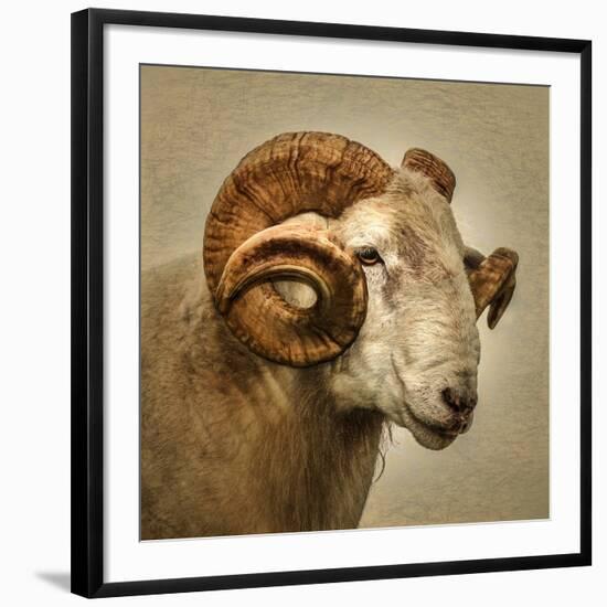 Close up of a Ram with large horns-Mark Gemmell-Framed Photographic Print