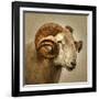 Close up of a Ram with large horns-Mark Gemmell-Framed Photographic Print