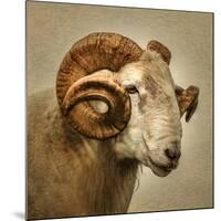 Close up of a Ram with large horns-Mark Gemmell-Mounted Photographic Print