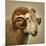 Close up of a Ram with large horns-Mark Gemmell-Mounted Photographic Print