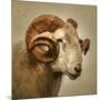 Close up of a Ram with large horns-Mark Gemmell-Mounted Photographic Print