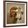 Close up of a Ram with large horns-Mark Gemmell-Framed Photographic Print