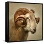 Close up of a Ram with large horns-Mark Gemmell-Framed Stretched Canvas