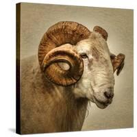 Close up of a Ram with large horns-Mark Gemmell-Stretched Canvas