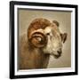 Close up of a Ram with large horns-Mark Gemmell-Framed Photographic Print