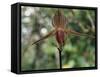 Close-up of a Rare Orchid Flower, Borneo, Asia-James Gritz-Framed Stretched Canvas