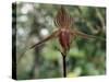 Close-up of a Rare Orchid Flower, Borneo, Asia-James Gritz-Stretched Canvas