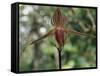 Close-up of a Rare Orchid Flower, Borneo, Asia-James Gritz-Framed Stretched Canvas