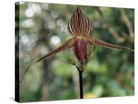 Close-up of a Rare Orchid Flower, Borneo, Asia-James Gritz-Stretched Canvas