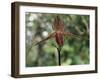 Close-up of a Rare Orchid Flower, Borneo, Asia-James Gritz-Framed Photographic Print