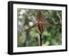 Close-up of a Rare Orchid Flower, Borneo, Asia-James Gritz-Framed Photographic Print