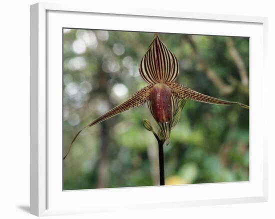 Close-up of a Rare Orchid Flower, Borneo, Asia-James Gritz-Framed Photographic Print