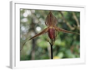 Close-up of a Rare Orchid Flower, Borneo, Asia-James Gritz-Framed Photographic Print