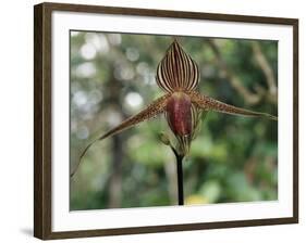 Close-up of a Rare Orchid Flower, Borneo, Asia-James Gritz-Framed Photographic Print