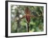 Close-up of a Rare Orchid Flower, Borneo, Asia-James Gritz-Framed Photographic Print