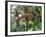 Close-up of a Rare Orchid Flower, Borneo, Asia-James Gritz-Framed Photographic Print