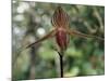 Close-up of a Rare Orchid Flower, Borneo, Asia-James Gritz-Mounted Photographic Print