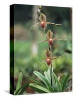 Close-up of a Rare Orchid Flower, Borneo, Asia-James Gritz-Stretched Canvas