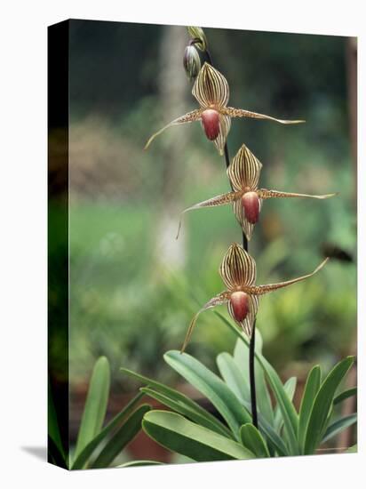 Close-up of a Rare Orchid Flower, Borneo, Asia-James Gritz-Stretched Canvas