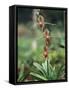 Close-up of a Rare Orchid Flower, Borneo, Asia-James Gritz-Framed Stretched Canvas