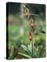 Close-up of a Rare Orchid Flower, Borneo, Asia-James Gritz-Stretched Canvas