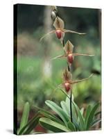 Close-up of a Rare Orchid Flower, Borneo, Asia-James Gritz-Stretched Canvas