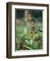 Close-up of a Rare Orchid Flower, Borneo, Asia-James Gritz-Framed Photographic Print