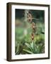 Close-up of a Rare Orchid Flower, Borneo, Asia-James Gritz-Framed Photographic Print