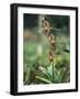 Close-up of a Rare Orchid Flower, Borneo, Asia-James Gritz-Framed Photographic Print