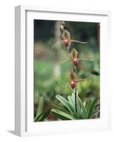 Close-up of a Rare Orchid Flower, Borneo, Asia-James Gritz-Framed Photographic Print