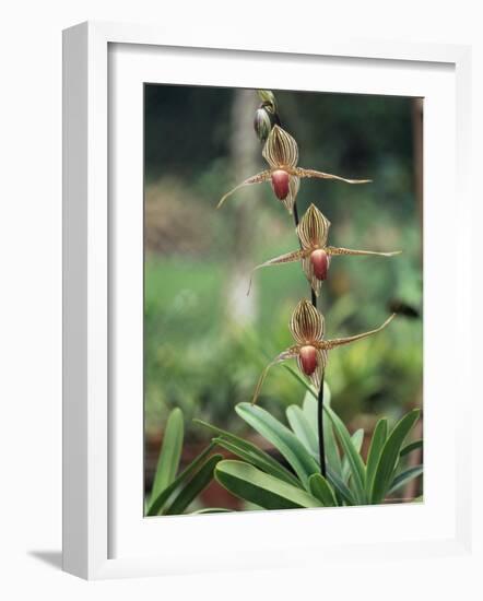 Close-up of a Rare Orchid Flower, Borneo, Asia-James Gritz-Framed Photographic Print