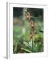 Close-up of a Rare Orchid Flower, Borneo, Asia-James Gritz-Framed Photographic Print