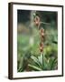 Close-up of a Rare Orchid Flower, Borneo, Asia-James Gritz-Framed Photographic Print