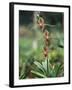 Close-up of a Rare Orchid Flower, Borneo, Asia-James Gritz-Framed Photographic Print