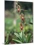 Close-up of a Rare Orchid Flower, Borneo, Asia-James Gritz-Mounted Photographic Print