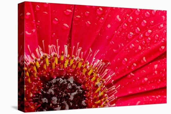 Close-Up of a Red Daisy with Water Droplets-Johan Swanepoel-Stretched Canvas