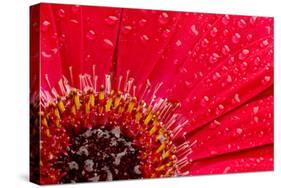 Close-Up of a Red Daisy with Water Droplets-Johan Swanepoel-Stretched Canvas