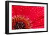 Close-Up of a Red Daisy with Water Droplets-Johan Swanepoel-Framed Photographic Print