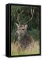 Close-Up of a Red Deer (Cervus Elaphus) Stag During Rut Resting-null-Framed Stretched Canvas