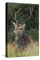 Close-Up of a Red Deer (Cervus Elaphus) Stag During Rut Resting-null-Stretched Canvas