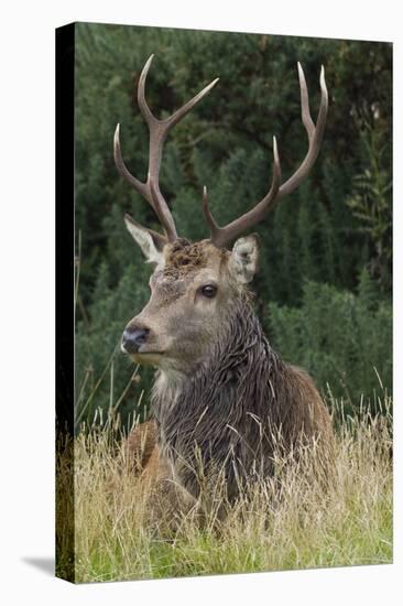 Close-Up of a Red Deer (Cervus Elaphus) Stag During Rut Resting-null-Stretched Canvas