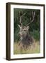 Close-Up of a Red Deer (Cervus Elaphus) Stag During Rut Resting-null-Framed Photographic Print