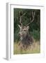 Close-Up of a Red Deer (Cervus Elaphus) Stag During Rut Resting-null-Framed Photographic Print