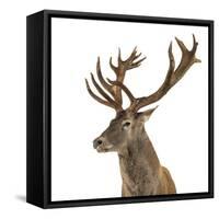 Close-Up of a Red Deer Stag in Front of a White Background-Life on White-Framed Stretched Canvas