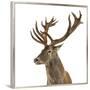 Close-Up of a Red Deer Stag in Front of a White Background-Life on White-Framed Premium Photographic Print