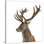 Close-Up of a Red Deer Stag in Front of a White Background-Life on White-Stretched Canvas