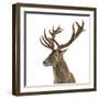 Close-Up of a Red Deer Stag in Front of a White Background-Life on White-Framed Premium Photographic Print
