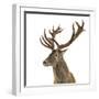 Close-Up of a Red Deer Stag in Front of a White Background-Life on White-Framed Premium Photographic Print