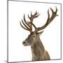 Close-Up of a Red Deer Stag in Front of a White Background-Life on White-Mounted Premium Photographic Print