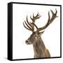 Close-Up of a Red Deer Stag in Front of a White Background-Life on White-Framed Stretched Canvas